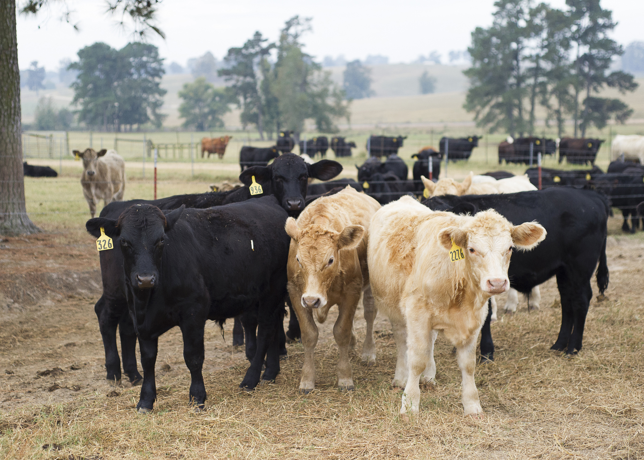 LSU AgCenter to downsize cattle herd at Hill Farm Research Station